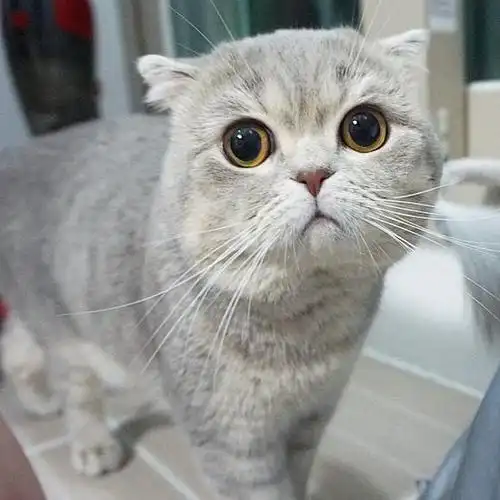 那么,为什么折耳猫的弃养率这么高呢?这4点原因,太现实了!