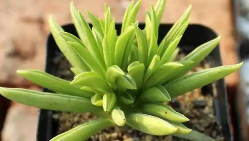 柳叶椒草的养殖方法(图)