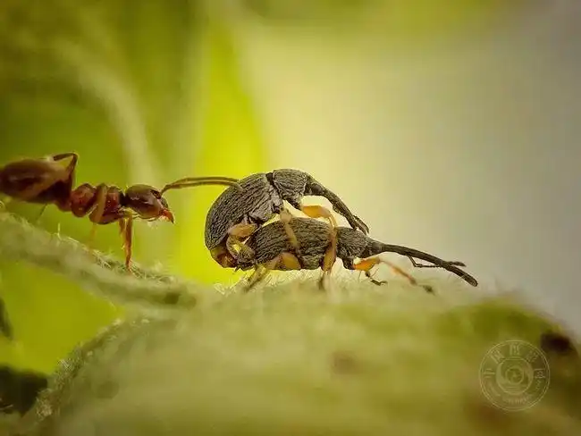 《王冠蜘蛛群》 michal ziemski