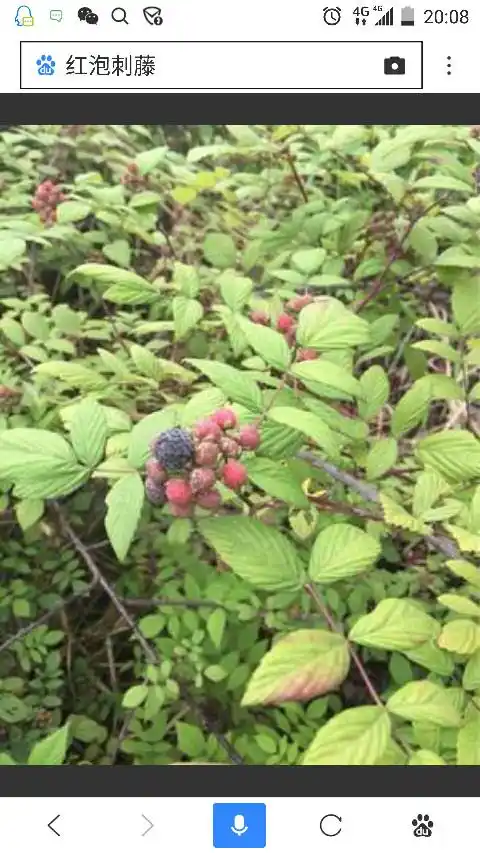 展开全部 红泡刺藤 红泡刺藤(学名:rubus niveus thunb.