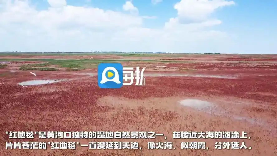 东营"红地毯" 描绘秋日迎宾画卷