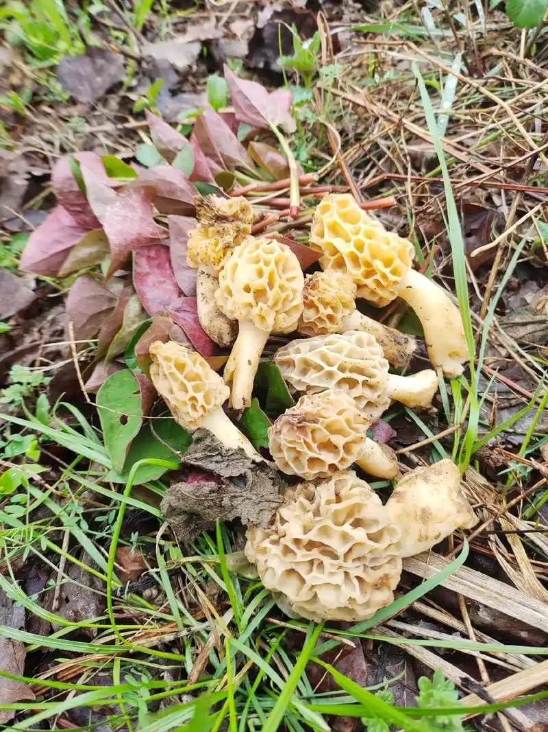 爷孙全都摘了,#新鲜羊肚菌 #野生 #春天的味道 # - 抖音