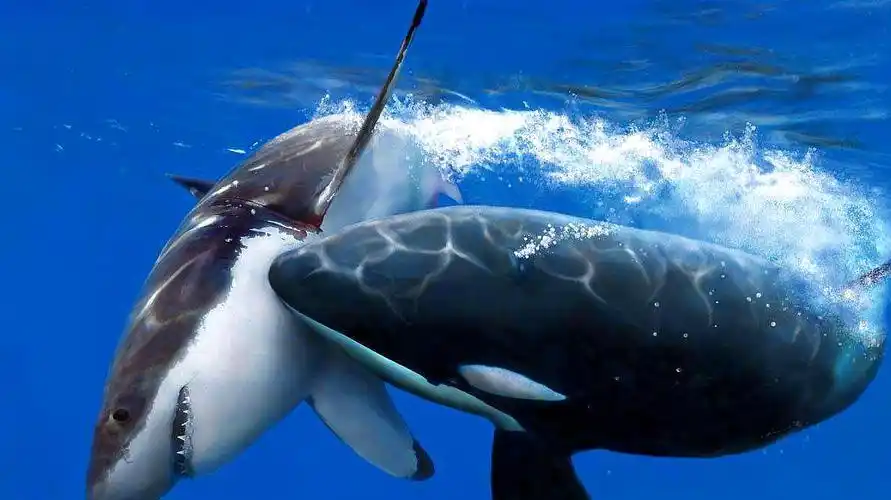 座头鲸和虎鲸谁更厉害(为什么座头鲸喜欢攻击虎鲸)-心语百科