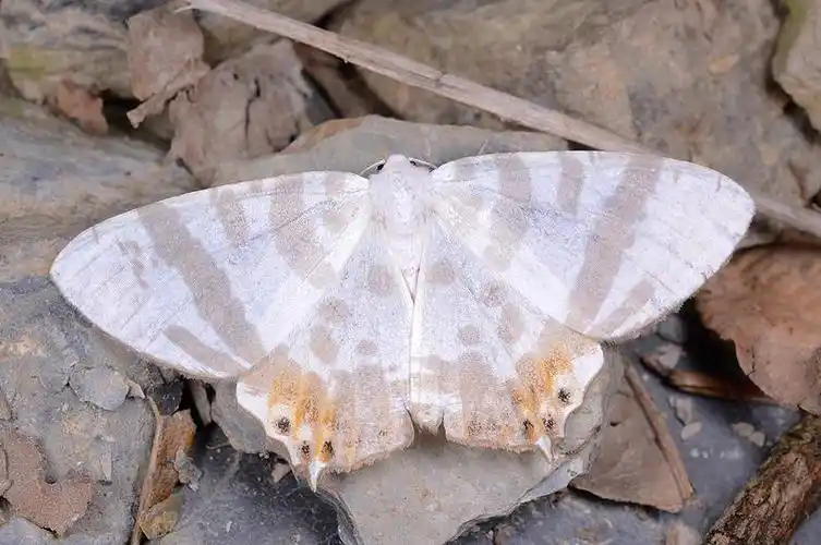 鉴定学名 粗带刺尾尺蛾  tristrophis  rectifascia rectifascia