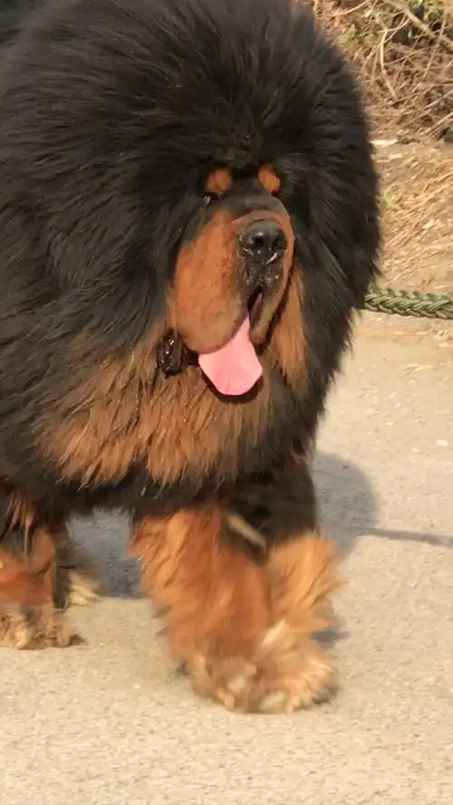 惊天(铁包金)藏獒