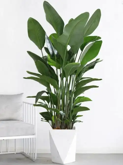 天堂鸟的养殖方法