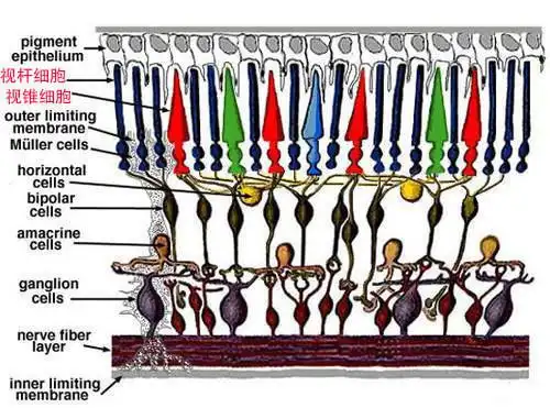 视锥细胞示意图