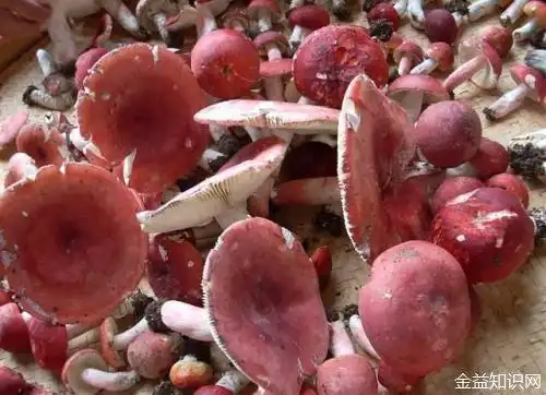 血菇的功效与作用