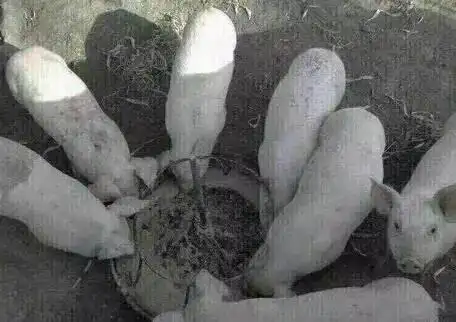 求一张图片,,一群猪围着吃饭,,其中一头抬起头来.用来整人的