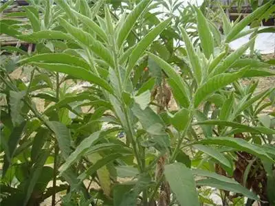 生完孩子必备的一种植物,俗称"祛风好帮手",煮水洗澡好处多|冰片|艾纳