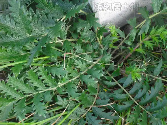 翻白草别名有:萎陵菜,天藕儿,湖鸡腿,鸡脚草,鸡距草,乌皮浮儿,角草,土