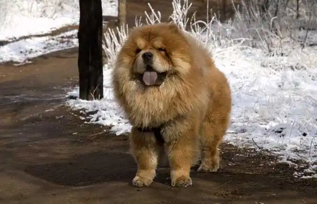 盘点一下世界十大名犬(2)