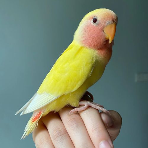 蝶贡牡丹鹦鹉活体 黄桃绿桃日本雏鸟紫罗兰手养幼鸟说话活鸟宠物半毛