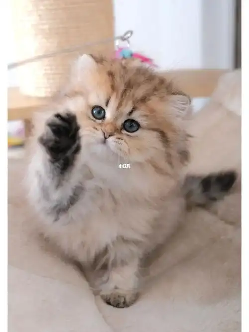 长毛金虎斑弟弟,奶萌可爱 #金渐层  #猫咪日常