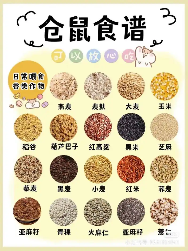 仓鼠可以吃的食物 仓鼠可以吃的东西和不能吃的!