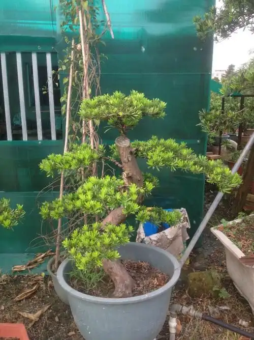 台湾金钻下山桩嫁接罗汉松树桩盆景罗汉松造型盆景盆栽绿植