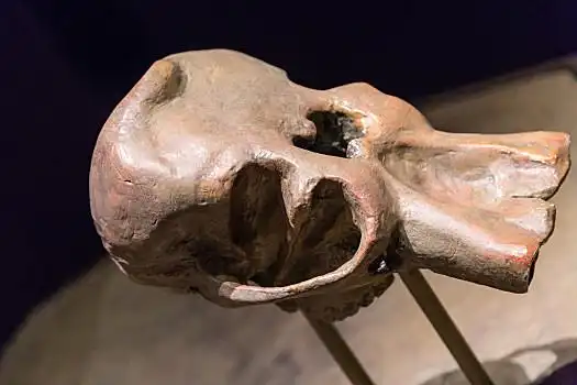 大象,头骨,展示