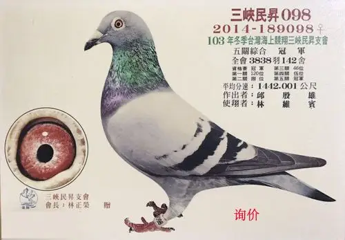 2014-098_台湾邱殷雄-中信网爱鸽商城