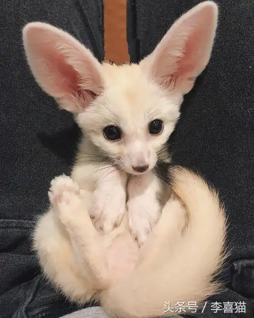 耳廓狐确实很可爱,但它习惯沙漠生活,并不适合当成宠物饲养.