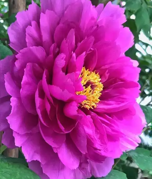 标题:我国十大名花2.花中之王一牡丹