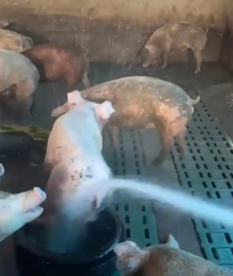 原来这猪洗洗澡这么白呀,怪不得人们就说白胖白胖的像猪一样![笑哭]