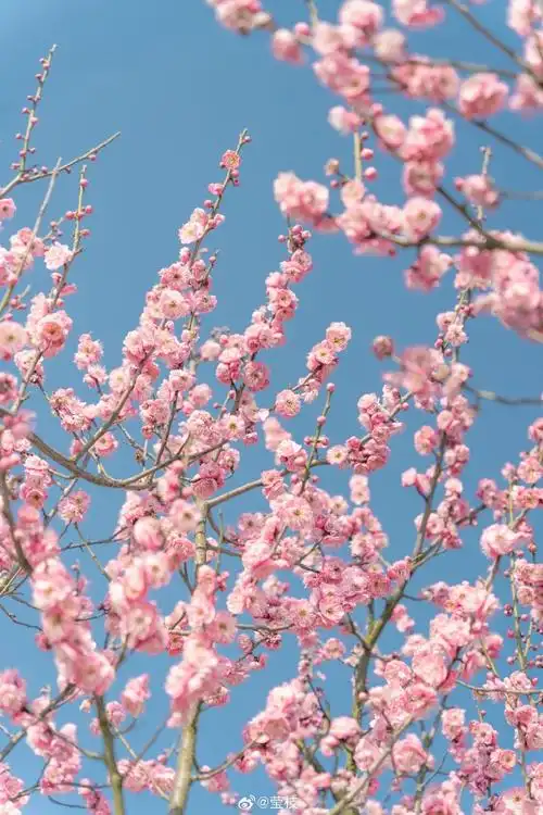 我镜头里春天的色彩    #拍一点色彩装进春天