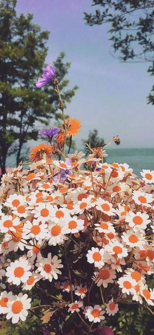 有没有小雏菊壁纸呀? - 知乎