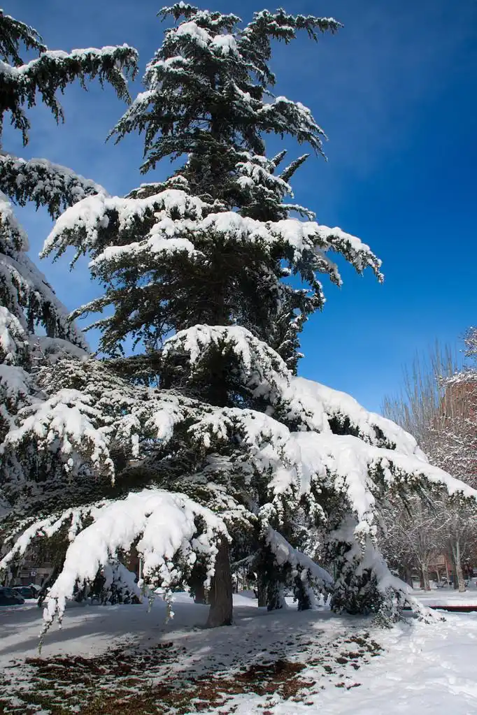 城市雪树,一棵树在城市公园,雪后的视图