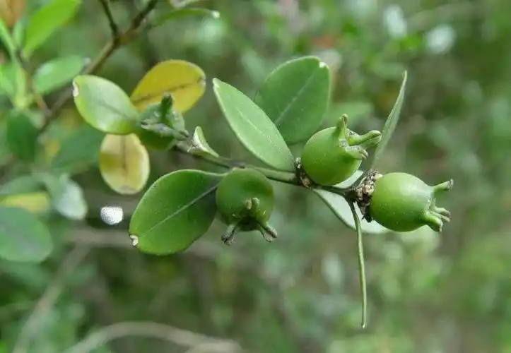 展开全部 看果实应该是黄杨树, 黄杨,常绿灌木或小乔木.