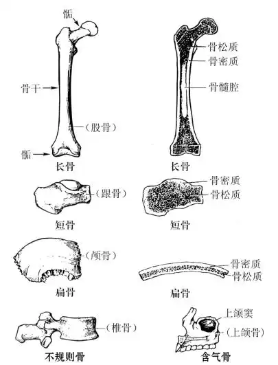 骨以不同形式(不动,微动或可动)的骨连接联结在一起,构成骨骼