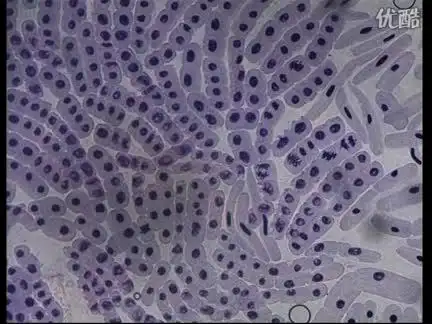 观察根尖分生组织细胞的有丝分裂-教育视频-搜狐视频