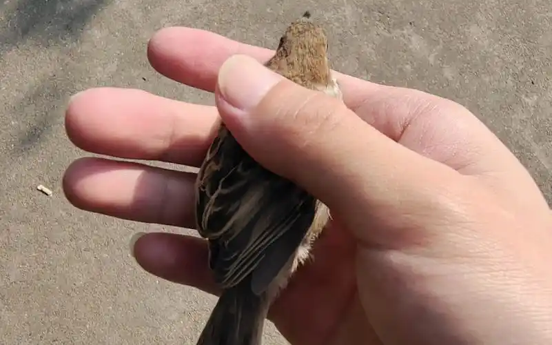 上次捉到麻雀大概是在十年前吧!