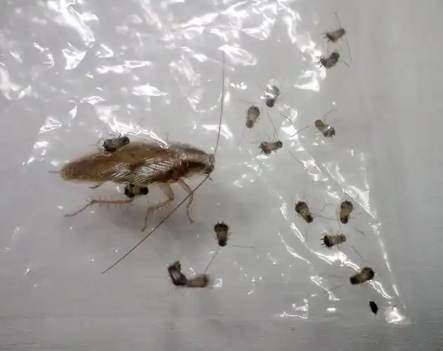 蟑螂为什么不能踩死蟑螂的天敌是什么动物