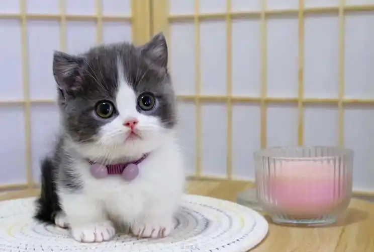 以宠为伴 以爱相随 with a pet to accompany with love 猫咪品种导航