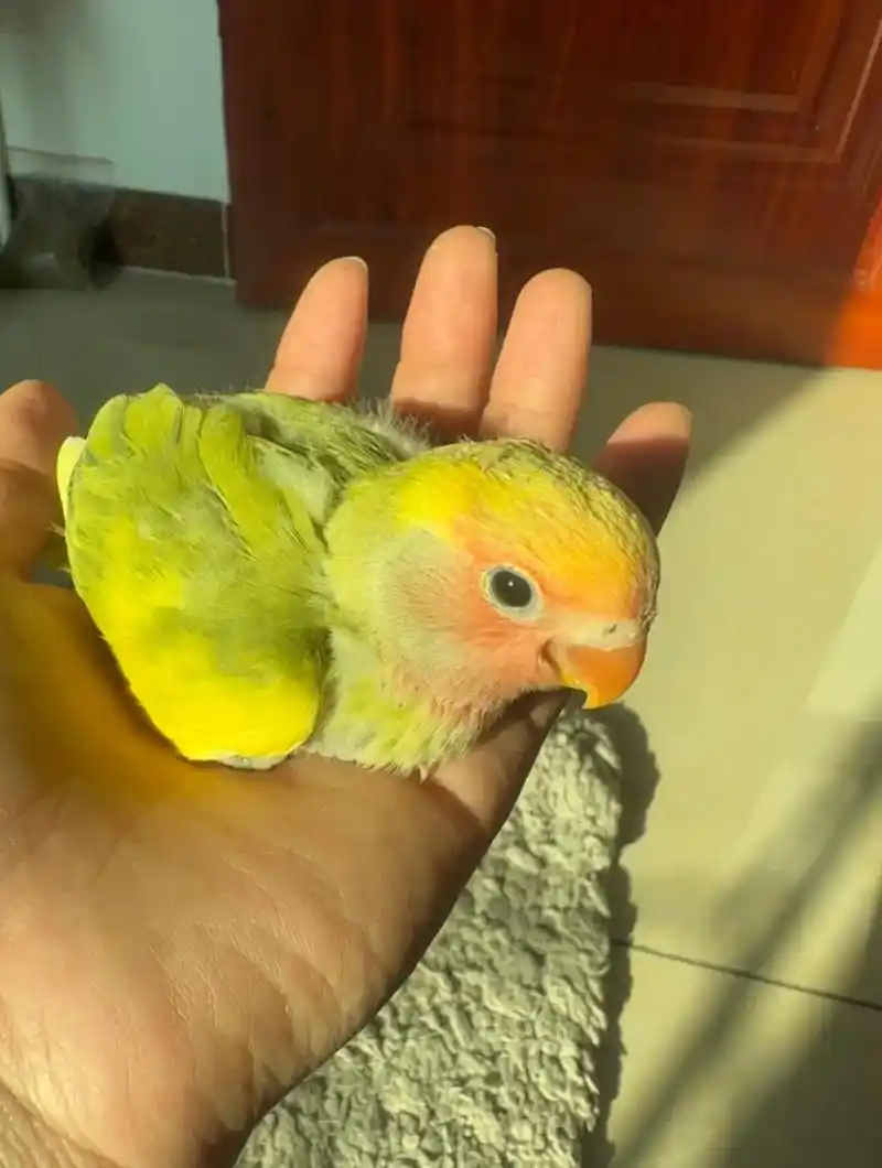 极品金头绿闪派牡丹鹦鹉 两边翅膀金黄色 懂得漂亮就 - 抖音
