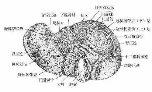 肝的脏面