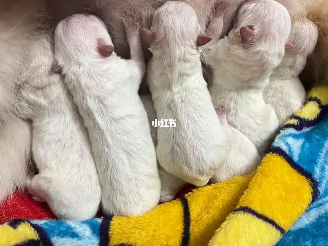 萨摩耶串串接受预定哦出