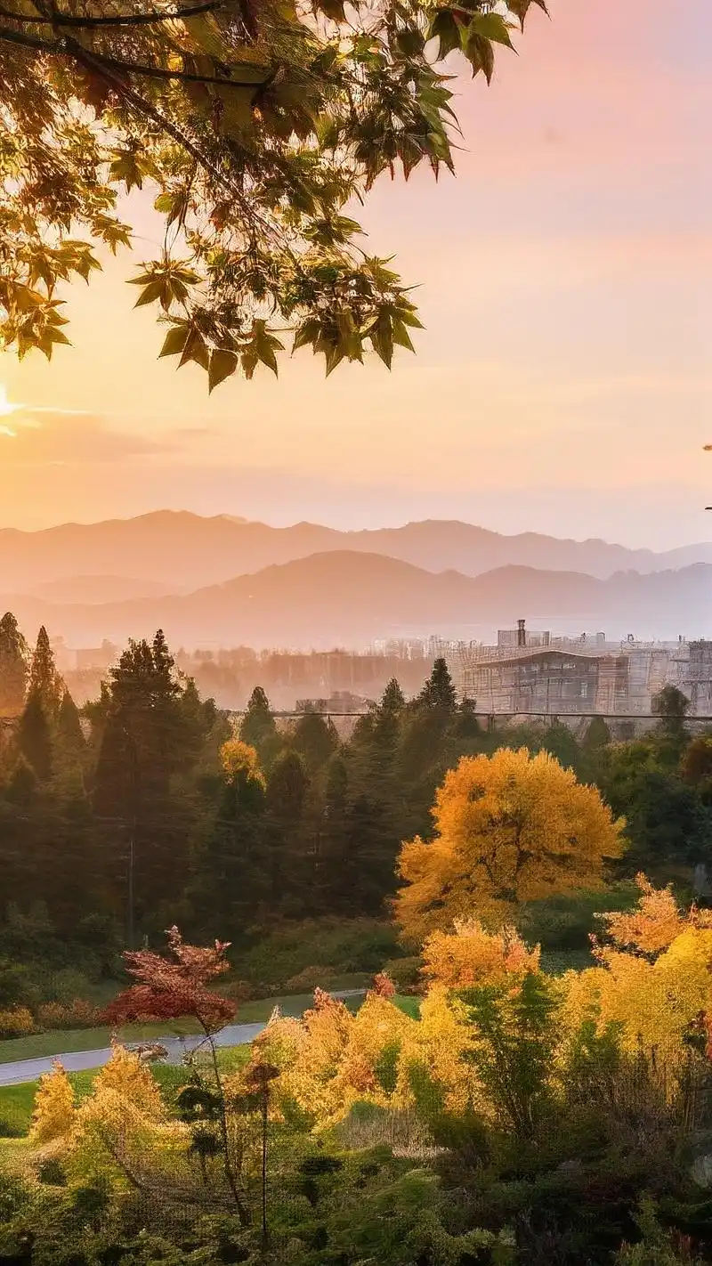 秋天壁纸93金色枫叶飘落美景