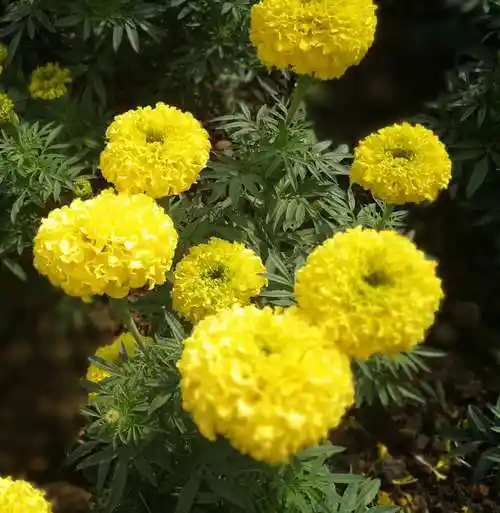 请欣赏万寿菊,又称金菊花,蜂窝菊,臭芙蓉,臭菊.菊科一年生草本植物.