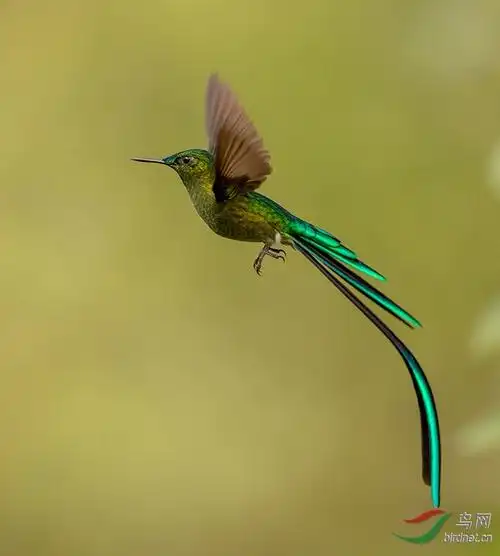 [林鸟] 长尾蜂鸟------贺荣获首页精华