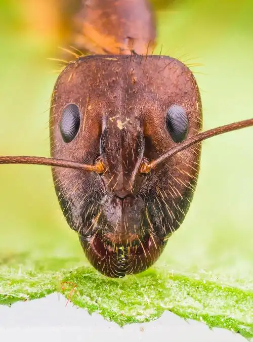 几种蚂蚁大头照 (/)