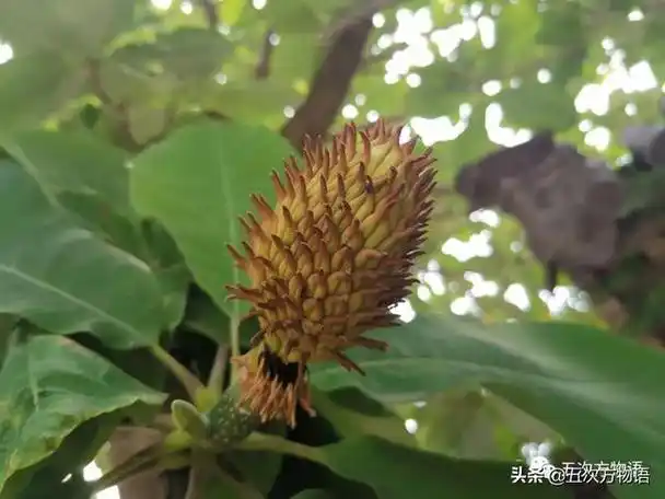 绣线菊亚科植物多具瞢荚果,少为蒴果,瞢荚果由离生心皮发育而来,是