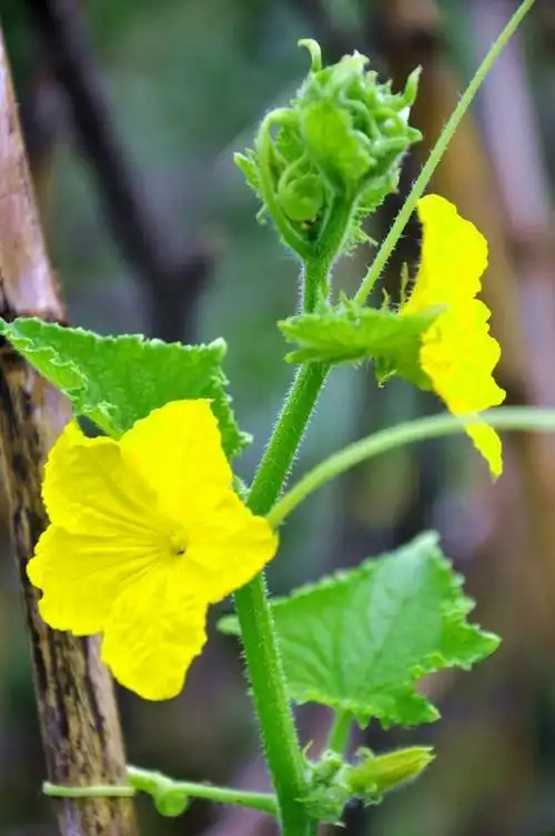 农家庭院的黄瓜藤开花了.