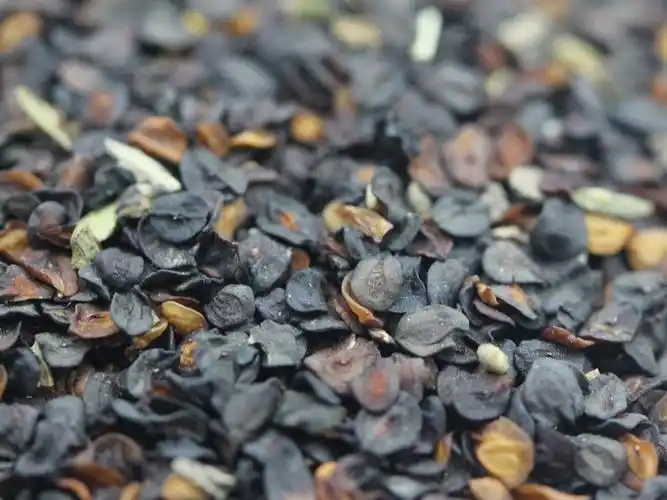 五彩石竹种子价格五彩石竹种子哪里有卖