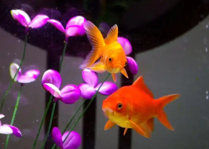观赏小金鱼