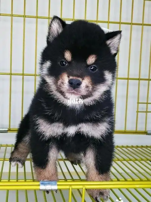 精神小伙黑色柴犬弟弟