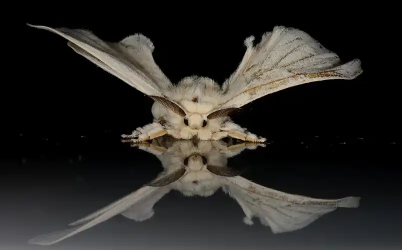 蚕蛾昆虫图片昆虫蛾子蚕蚕蛾