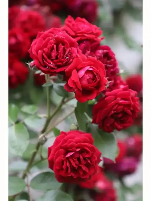 复古红色藤本月季海格瑞雨后谢幕