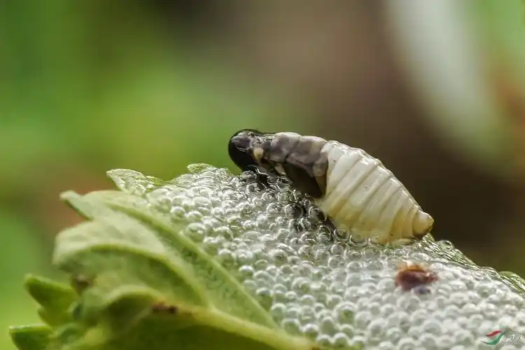 沫蝉幼虫