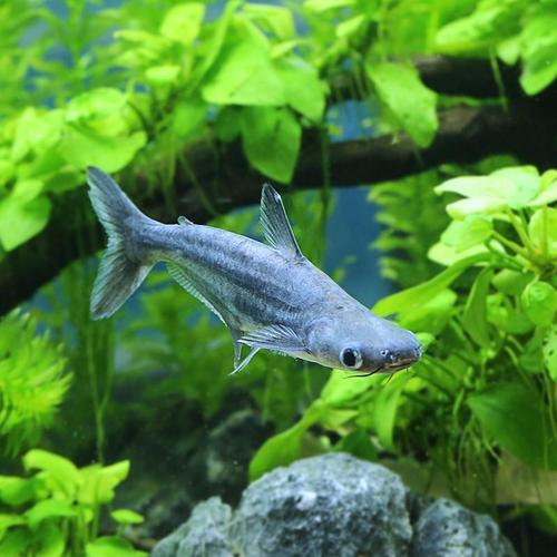 白化鲨鱼热带鱼观赏鱼大型淡水鱼水族宠物蓝鲨活体鱼